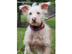 Adopt Grimmy a Mixed Breed