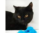 Adopt Jitters a Domestic Short Hair