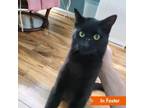 Adopt Lint a Domestic Short Hair