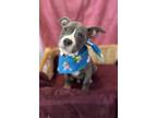 Adopt Twizzler a Terrier, Mixed Breed