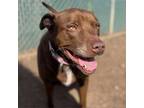 Adopt PRINCE a Chocolate Labrador Retriever