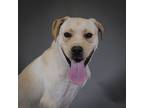 Adopt Fredrick a Golden Retriever, Labrador Retriever