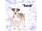Adopt Patch a Jack Russell Terrier
