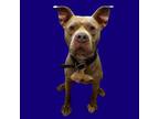 Adopt Al a Pit Bull Terrier