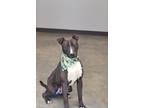 Adopt Warrior (rainbow warrior) a Pit Bull Terrier