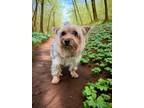 Adopt Charlie a Yorkshire Terrier