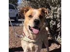 Adopt Austyn a Cattle Dog