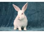 Adopt Pavi a Bunny Rabbit