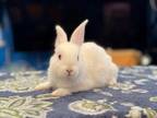 Adopt Pavi a Bunny Rabbit
