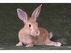 Adopt Arya a Bunny Rabbit