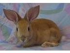 Adopt Arya a Bunny Rabbit