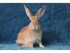 Adopt Kanuk a Bunny Rabbit