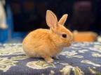 Adopt Kanuk a Bunny Rabbit