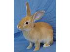 Adopt Kanuk a Bunny Rabbit