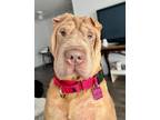 Adopt Sebastian a Shar-Pei