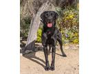 Adopt Tabasco a Labrador Retriever, Mixed Breed