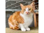 Adopt Ginger a Domestic Medium Hair