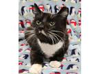 Adopt Sirius a Domestic Short Hair