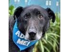 Adopt Wiley a Labrador Retriever, Shepherd