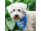 Adopt Gordie Lightfoot a West Highland White Terrier / Westie, Poodle