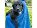 Adopt **Puppy - Bud a Black Labrador Retriever, Chow Chow