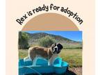 Adopt Rex a Saint Bernard
