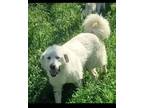 Adopt OSO AND SHASTA PAIR a Great Pyrenees