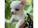 Chihuahua Puppy for sale in Birmingham, AL, USA