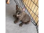 French Bulldog Puppy for sale in Augusta, GA, USA