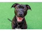 Adopt Shadow a Pit Bull Terrier, Mastiff