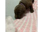 Labrador Retriever Puppy for sale in Ruckersville, VA, USA