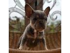 French Bulldog Puppy for sale in Summerdale, AL, USA