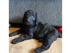 Labradoodle Puppy for sale in Durham, NC, USA