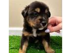 Miniature Australian Shepherd Puppy for sale in Princeton, NJ, USA