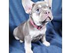 French Bulldog Puppy for sale in Seabrook, TX, USA