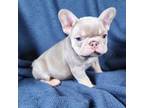 French Bulldog Puppy for sale in Seabrook, TX, USA