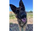 Adopt Camo a German Shepherd Dog