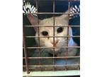 Adopt Jerry a Domestic Short Hair