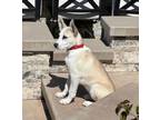 Adopt Moose a White German Shepherd