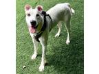 Adopt Courage a Pit Bull Terrier, Terrier