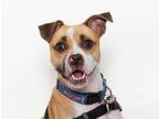 Adopt Valentino a Boxer