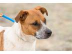 Adopt Rusty a Australian Cattle Dog / Blue Heeler