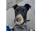 Adopt Reggie a Blue Lacy