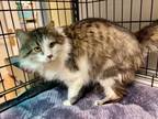 Adopt Your Highness a Domestic Long Hair
