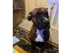 Adopt Simba - urgent plea for foster or adopter a Staffordshire Bull Terrier