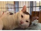Adopt 42 Chino-bonded with Moonlight a Domestic Short Hair