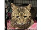 Adopt Teddy, Levittown PetSmart (FCID# 03/05/2024-162) a Tabby