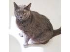 Adopt Ozzie a Domestic Short Hair