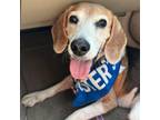 Adopt Brewster a Beagle