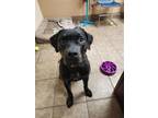 Adopt Franklin a Mixed Breed